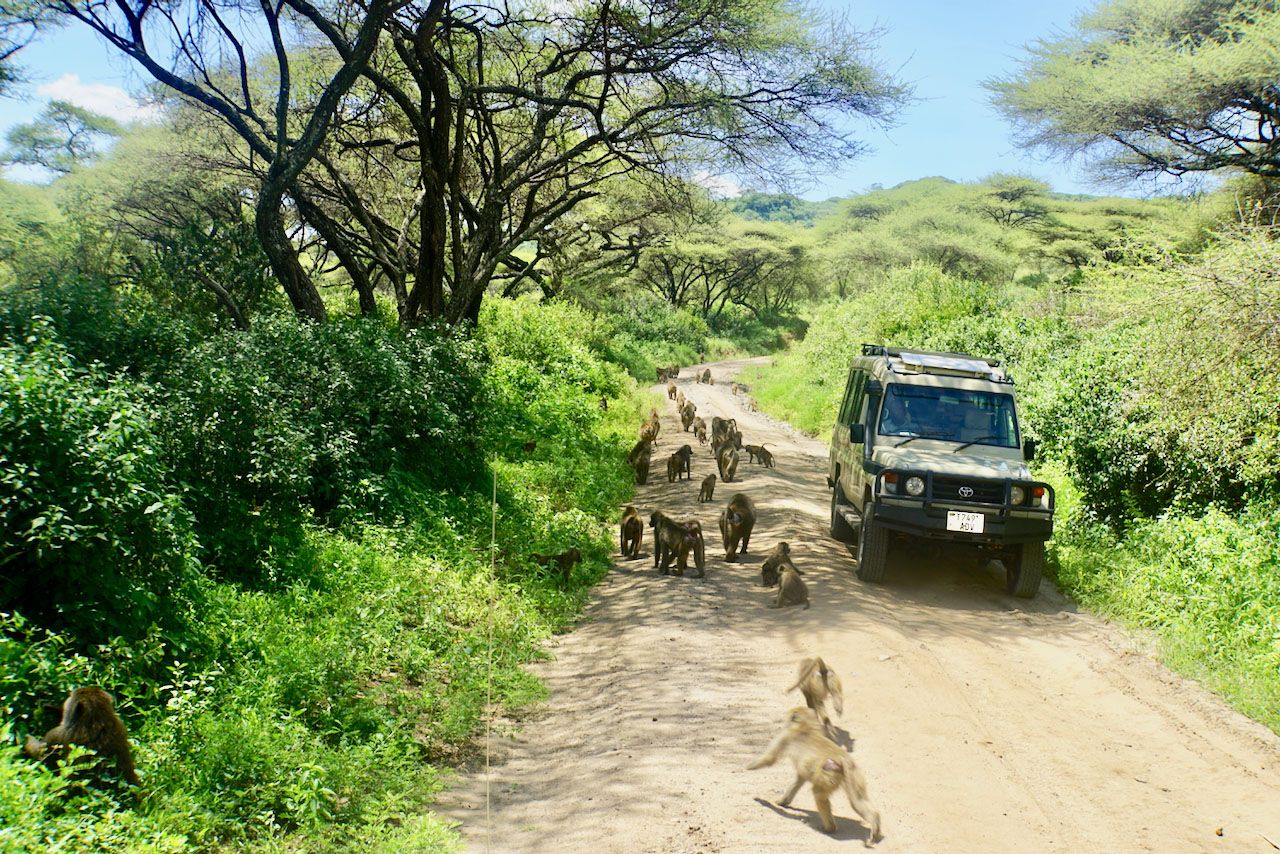Лес обезьян возле озера Маньяра